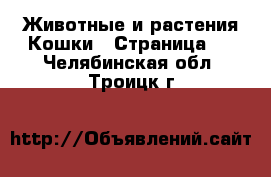 Животные и растения Кошки - Страница 3 . Челябинская обл.,Троицк г.